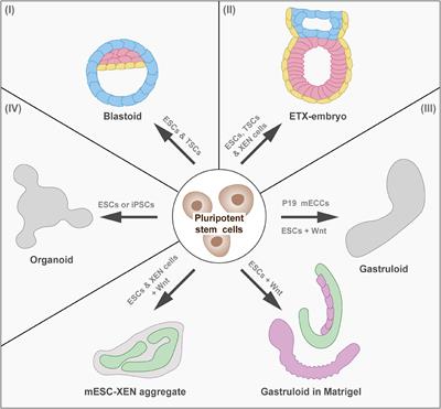 Development in a Dish—In Vitro Models of Mammalian Embryonic Development